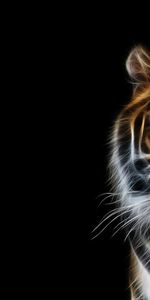 Animals,Background,Tigers,Pictures