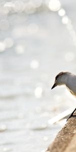 Animals,Bank,Shine,Light,Gull,Shore,Bird,Seagull