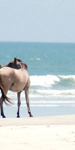 Animals,Bank,Stroll,Sea,Shore,Sand,Horses