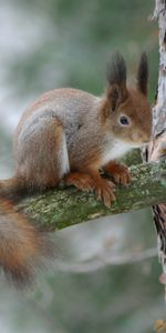 Branche,Aboyer,Animaux,Écorce,Forêt,Écureuil