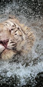 Animals,Bathe,Spray,Tiger