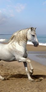 Animales,Playa,Caballos