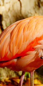 Animals,Beak,Bird,Flamingo