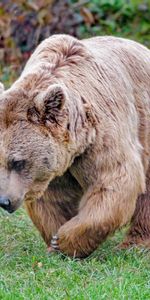 Animals,Bear,Animal,Wild,Brown Bear,Brown