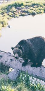 Animals,Bear,Log,Reserve