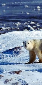 Animals,Bear,Polar Bear,Ice,Snow,Ocean