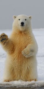 Animals,Bear,Polar Bear,Paw,Funny