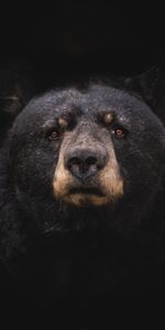 Animals,Bear,Predator,Black Bear,Baribal