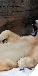 Animals,Bear,Rest,Yawn,Relaxation