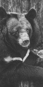 Animals,Bear,Sight,Opinion,Bw,Chb,Sorrow,Sadness