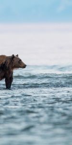 Прогулка,Животное,Животные,Медведь,Море