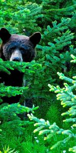 Forêt,Flâner,Animaux,Promenade,Arbres,Ours