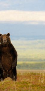 Animaux,Bears