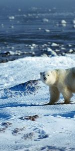 Animaux,Bears