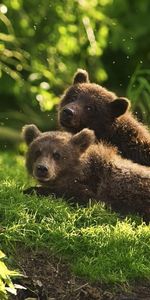 Animales,Bears