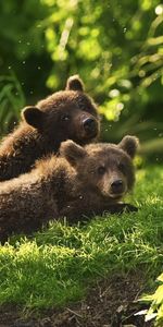 Animaux,Bears