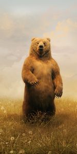 Animales,Bears