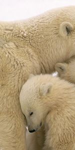 Animaux,Bears