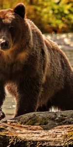 Animales,Bears