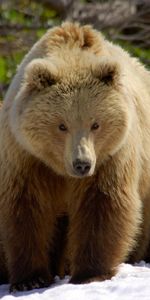 Animaux,Bears