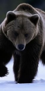 Bears,Animaux