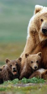 Animales,Bears