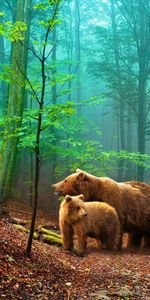 Animales,Bears