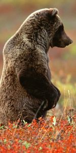 Animales,Bears