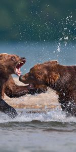 Animales,Bears