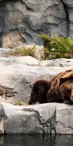 Animaux,Bears