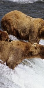 Animaux,Bears