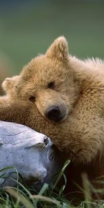 Animales,Bears