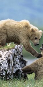 Animales,Bears