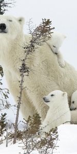 Медведи,Животные