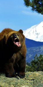 Animales,Bears