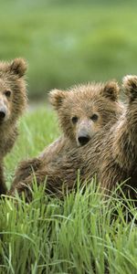 Animaux,Bears