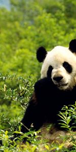 Bears,Animales,Pandas