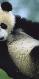 Bears,Animales,Pandas