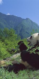 Animales,Bears,Pandas