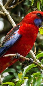 Animals,Beautiful,Branch,Bird,Parrots