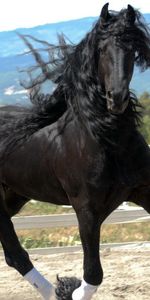 Animals,Beautiful,Color,Run,Wind,Running,Mane,Horse