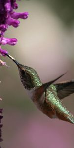 Flores,Hermosa,Pequeña Ave,Pajarito,Animales,Hermoso,Colibríes