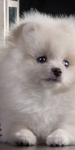 Hermosa,Spitz,Perro De Pomerania,Hermoso,Cachorro,Animales