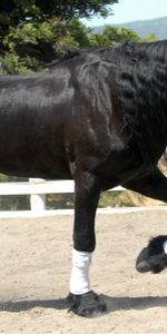 Animals,Beautiful,Shadow,Stroll,Corral,Sand,Horse