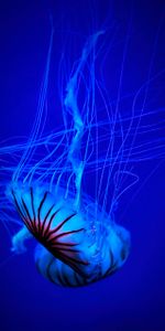 Animals,Beautiful,Tentacle,Water,Jellyfish