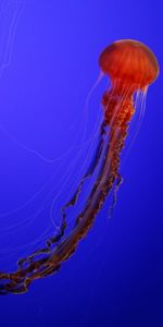 Animals,Being,Creature,Tentacles,Jellyfish