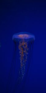 Animals,Being,Creature,Tentacles,Jellyfish,Underwater,Under Water