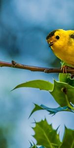 Animals,Berries,Bird,Branch