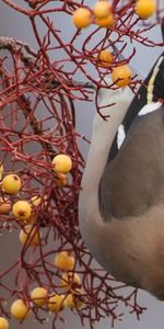 Animals,Berries,Bird,Branch,Food