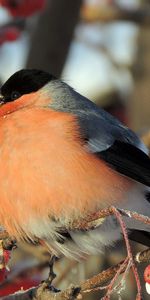 Animals,Berries,Bird,Rowan,Bullfinch